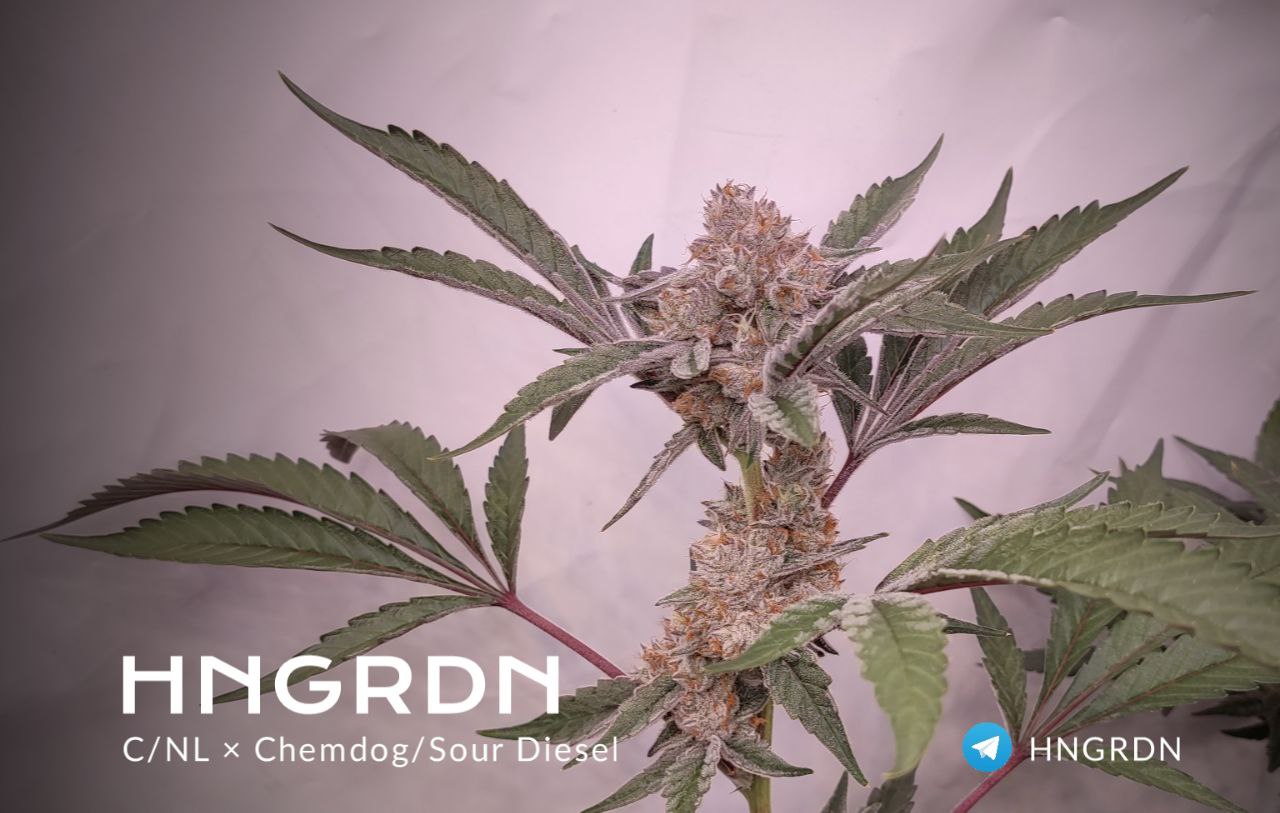 Семена Chem купить в России.