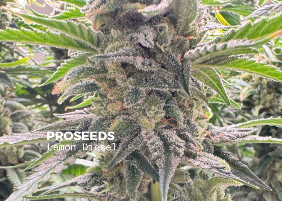 Семена Lemon Diesel купить в России