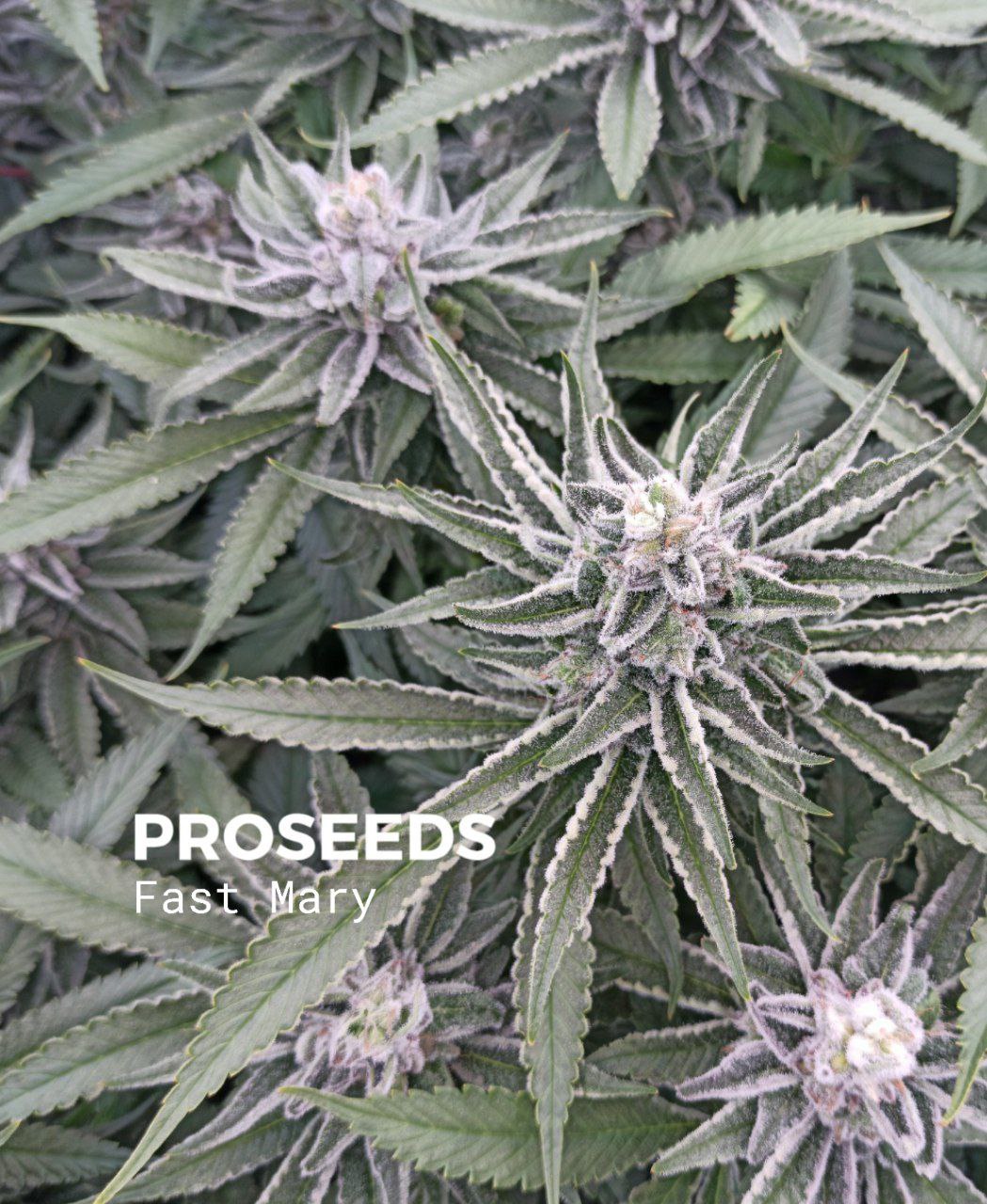 Семена G13 Skunk купить в России