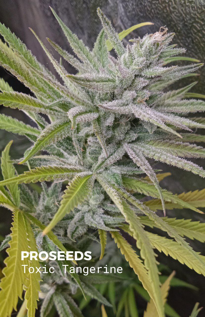 Семена Double Tangie Banana × Golden Lemons × Special Jack купить в России