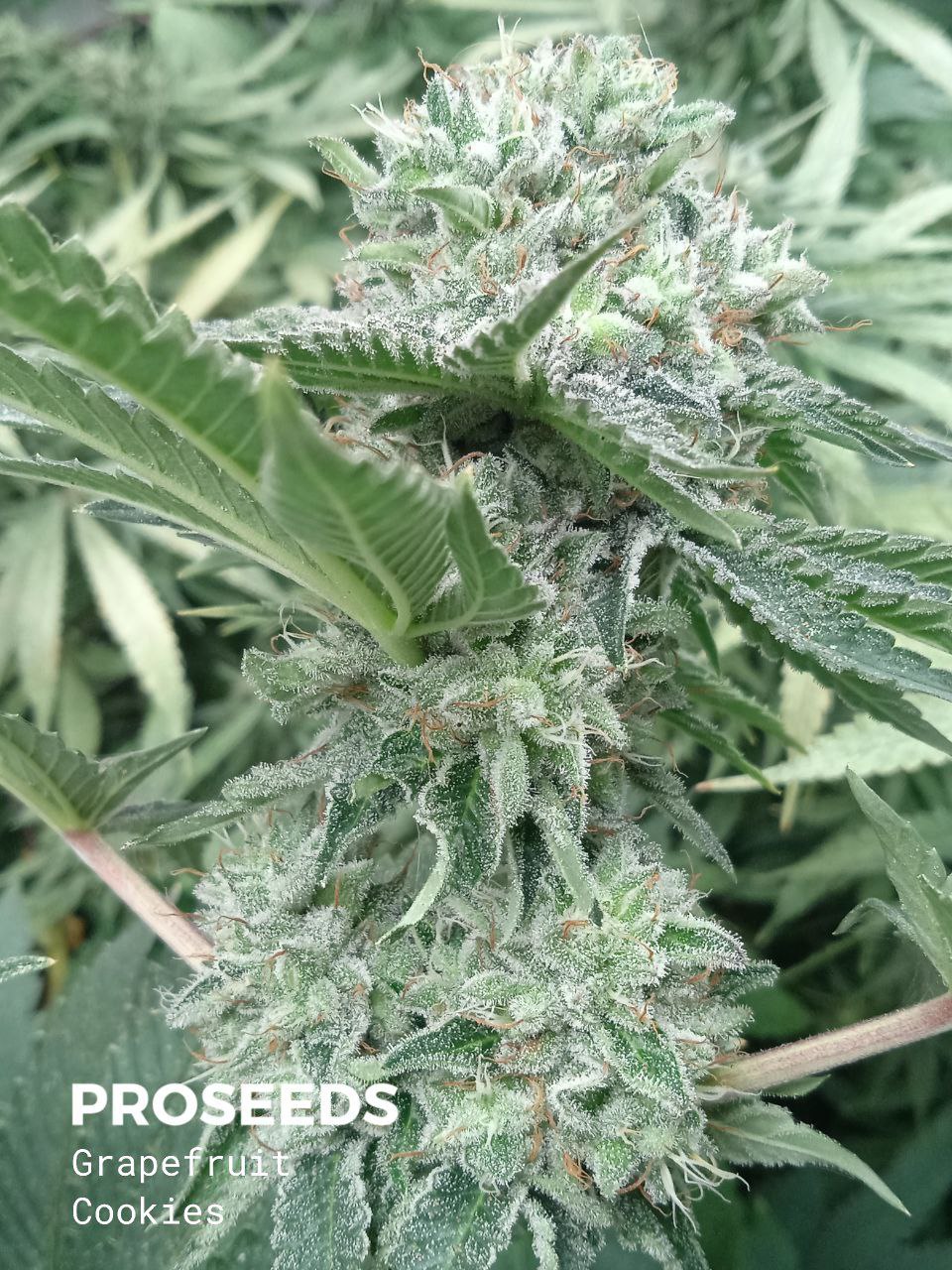 Купить семена Grapefruit Auto в России.