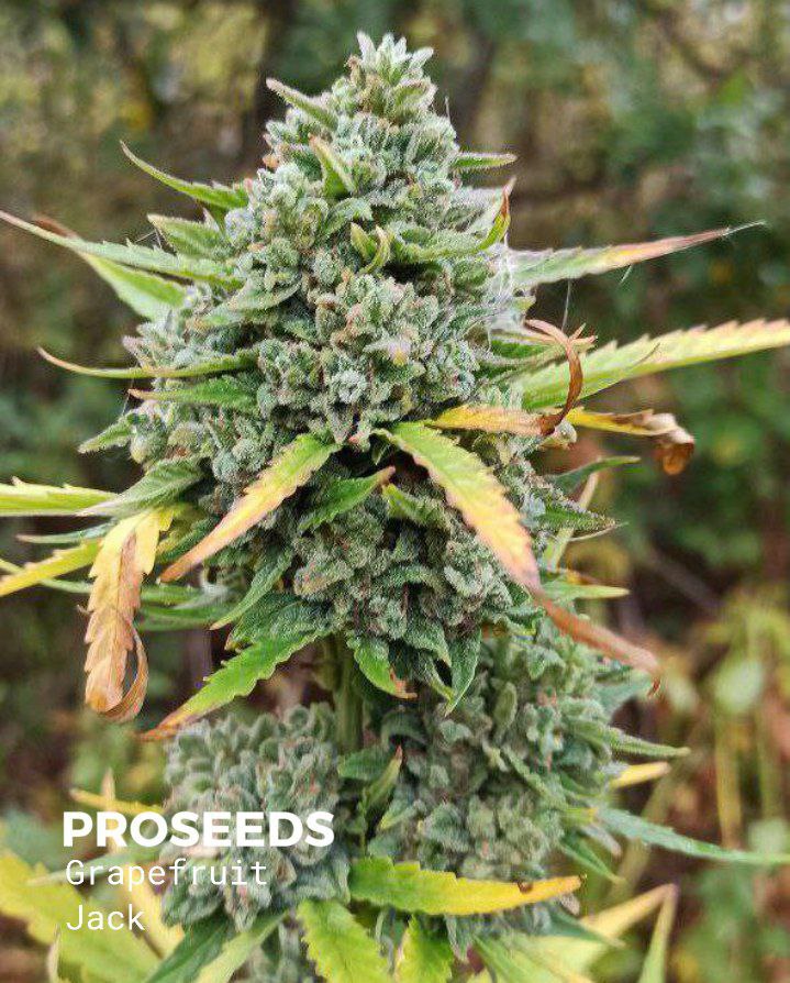 Купить семена Grapefruit Jack в России.