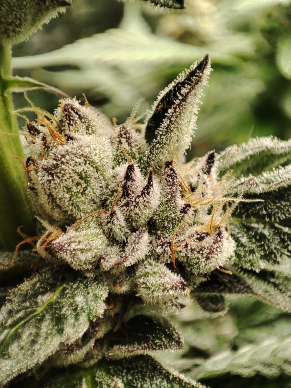 Семена сорта Gorilla Butter BX купить в России