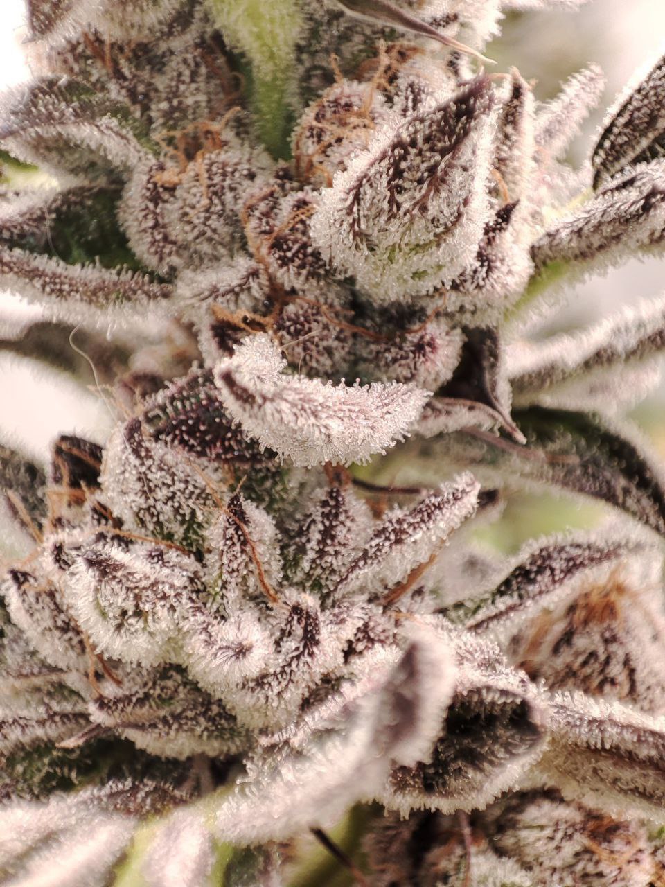 Honeybreath / Honeygarden Genetics / HNGRDN