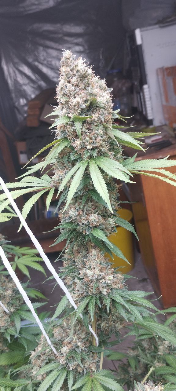 Семена Sour Diesel купить в России.