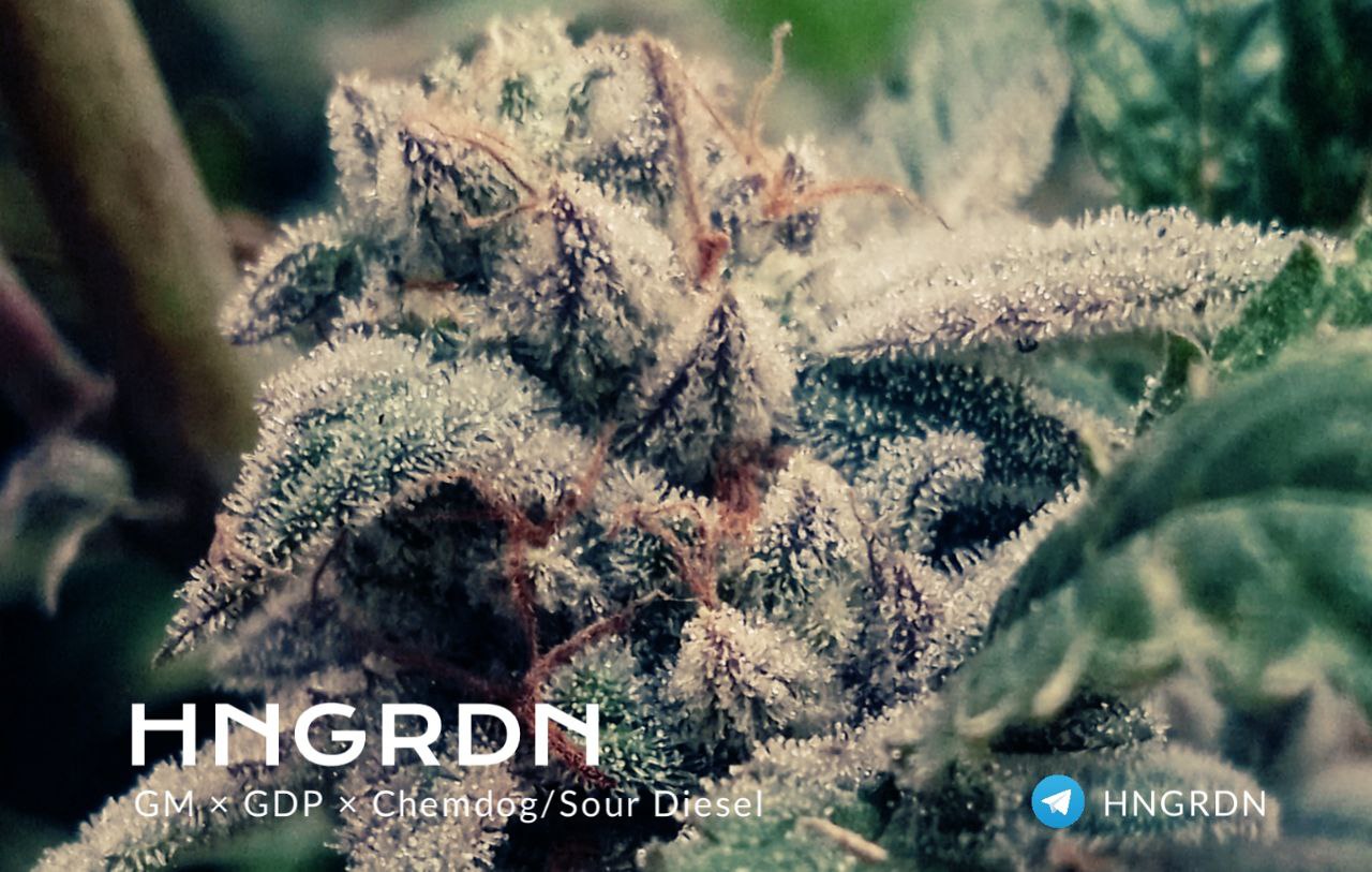 Купить семена Grease Monkey / Grand Daddy Purple в России.