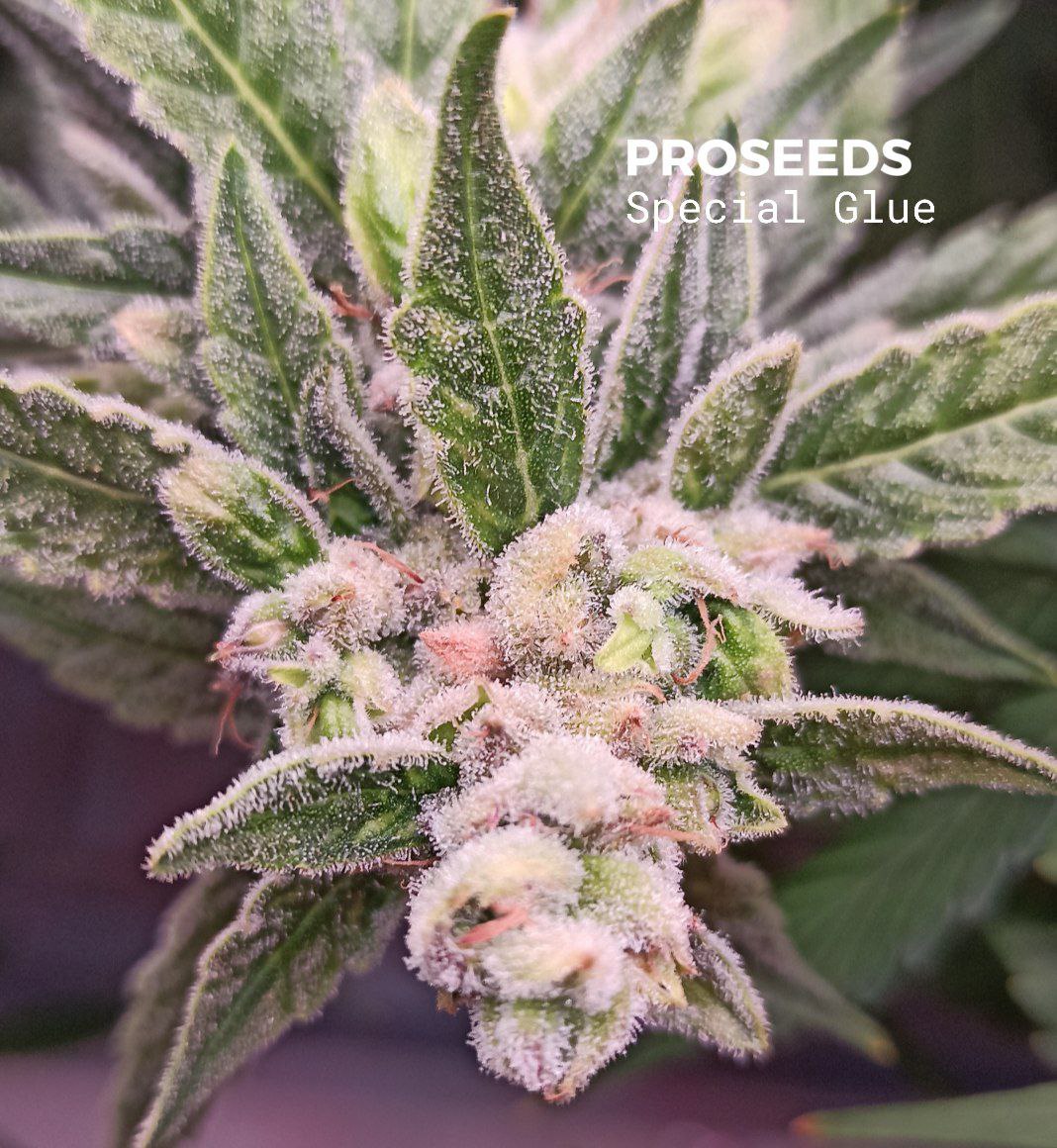Купить семена Special Skunk в России.