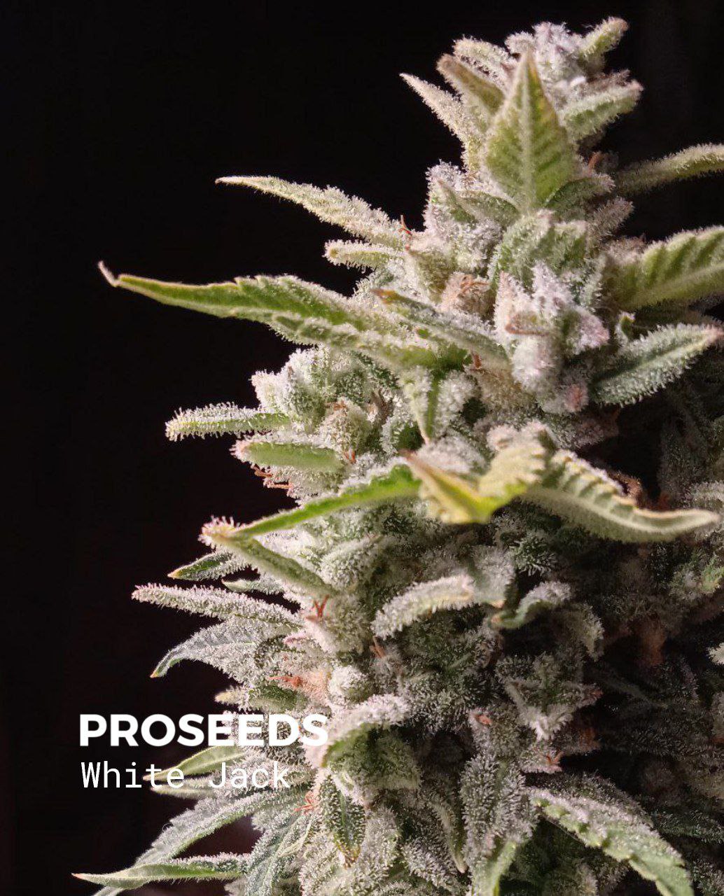 Купить семена White Widow / Jack Herer в России.